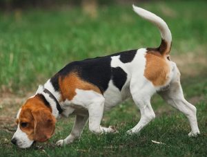 Le Beagle Chasse