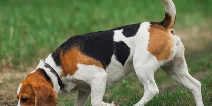 Le Beagle Chasse