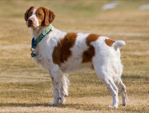 Chien Setter Anglais