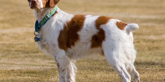 Chien Setter Anglais