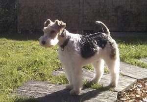 Fox terrier